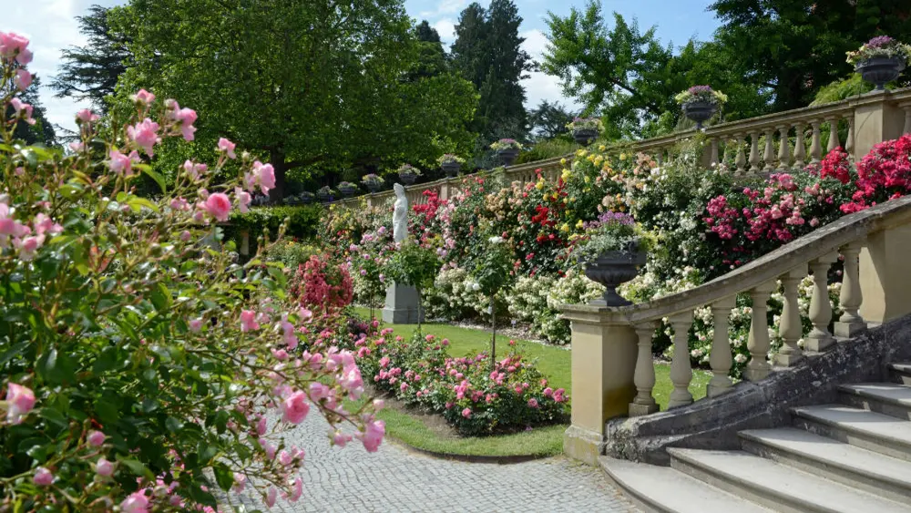 Teil des Rosengartens auf der Insel Mainau