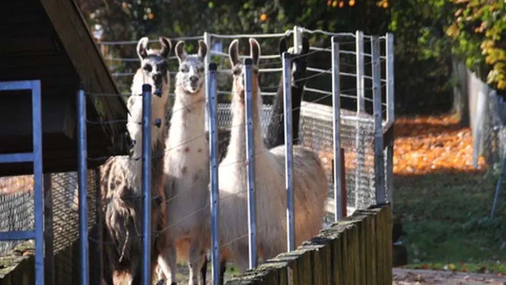 Schwarzwaldzoo in Waldkirchen