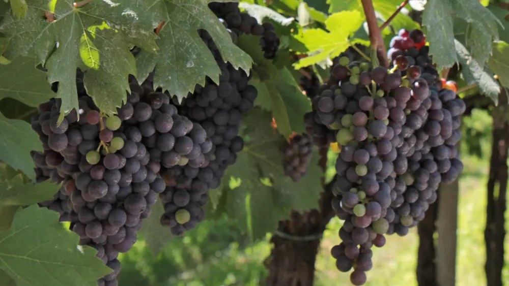 Weintrauben im Valpolicella