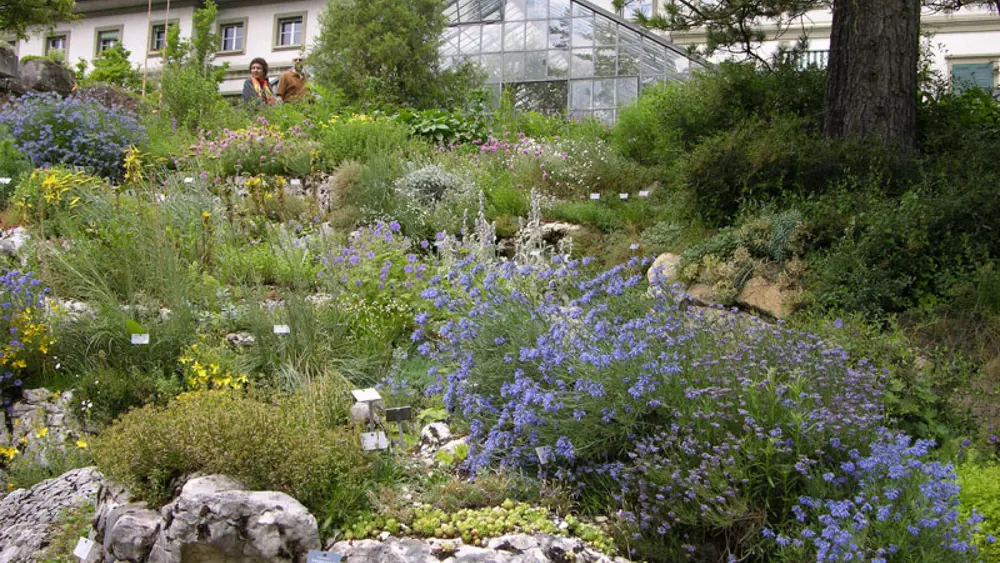 Ausschnitt des Alpinums