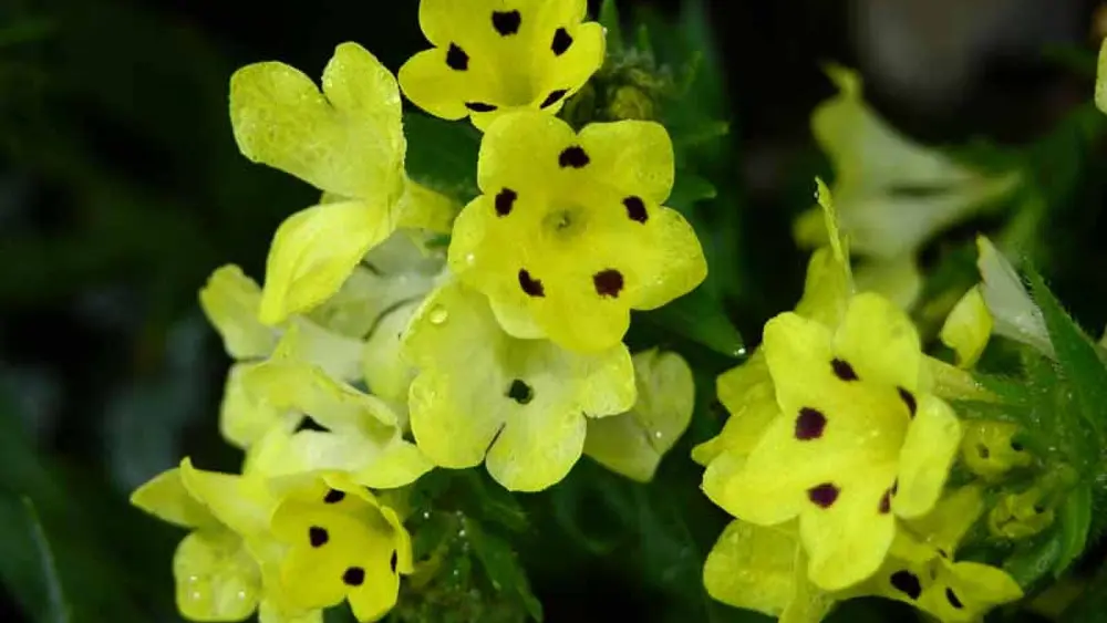 Prophetenblume im Asiatischen Gebirge