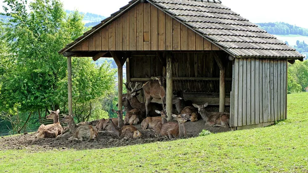 Das Rothirschgehege im Wildpark Peter und Paul in St. Gallen