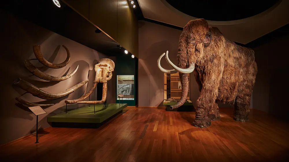 Dauerausstellung Mammut & Säbelzahntiger im Naturhistorischen Museum