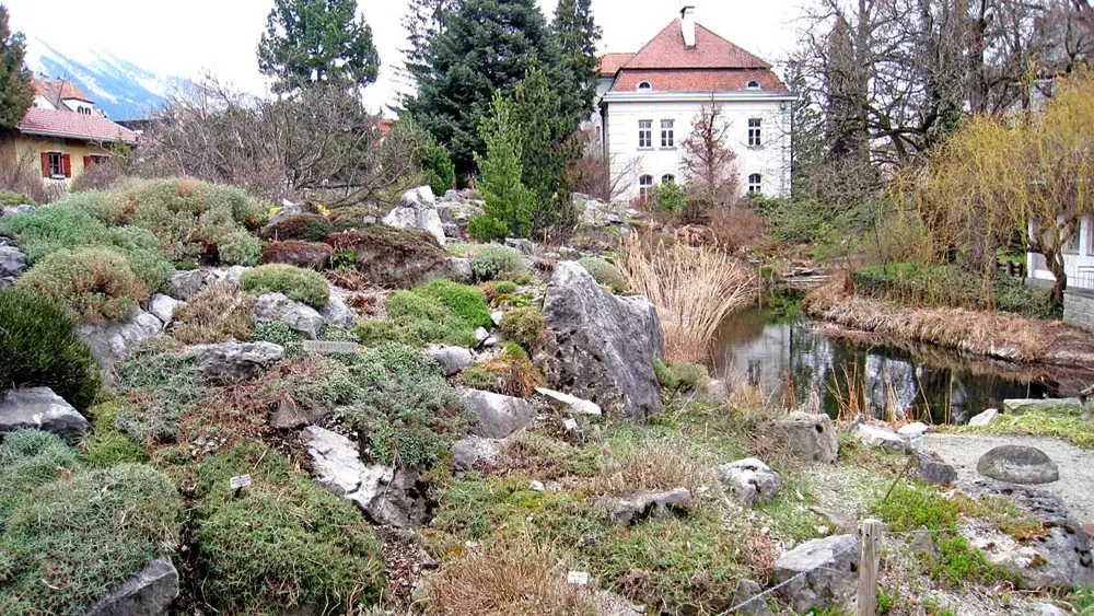 Alpinum im Botanischen Garten in Innsbruck
