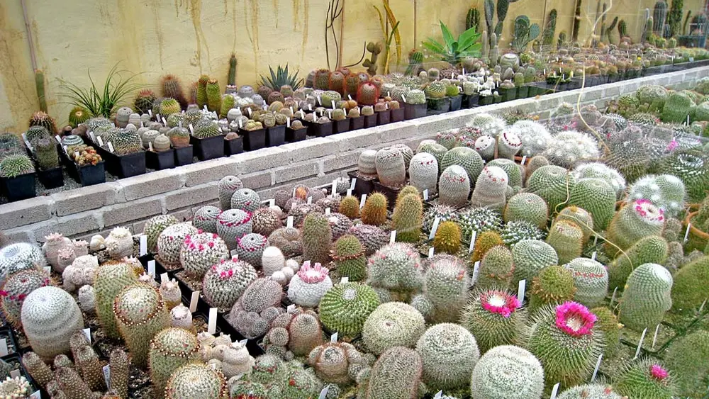 Blick ins Kakteenhaus des Botanischen Gartens Innsbruck