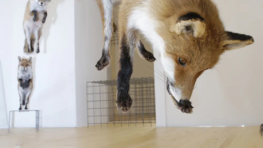 Fuchssprung im Jagdmuseum Schloss Stainz