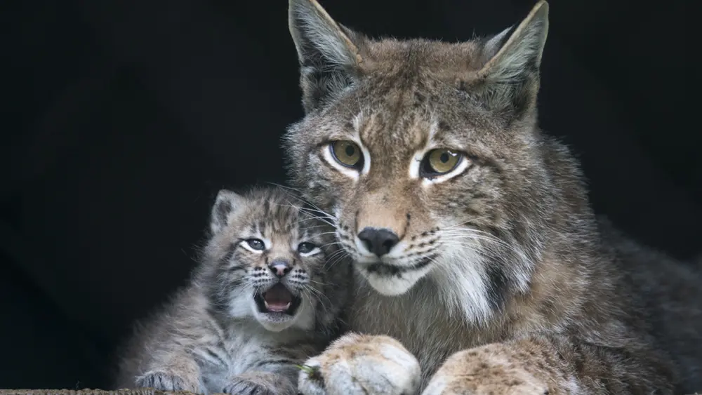 Babyluchs mit seiner Mutter im Wildpark Ferleiten