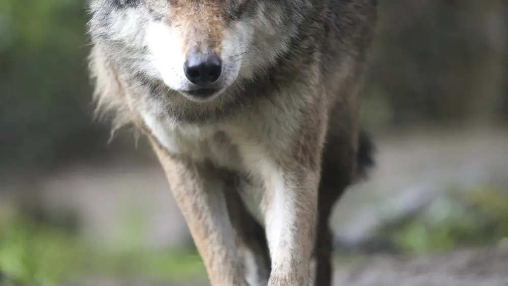 Wolf im Wild- & Erlebnispark Ferleiten