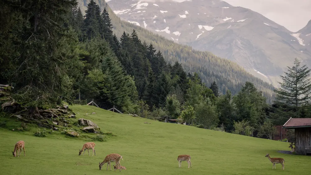 Wild- & Erlebnispark Ferleiten