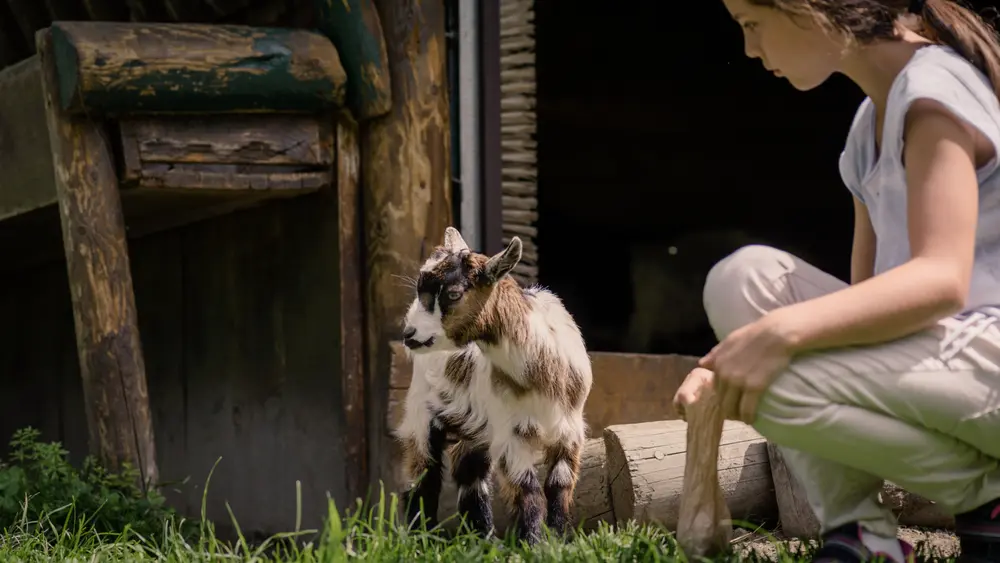 Ziege im Wild- & Erlebnispark Ferleiten
