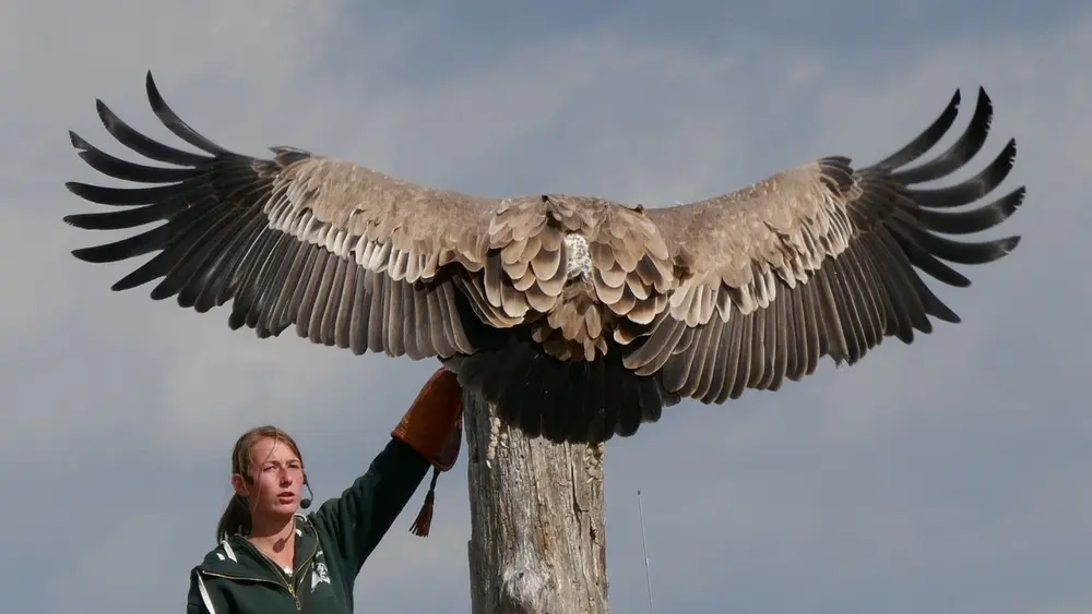 Falknerin mit Gänsegeier
