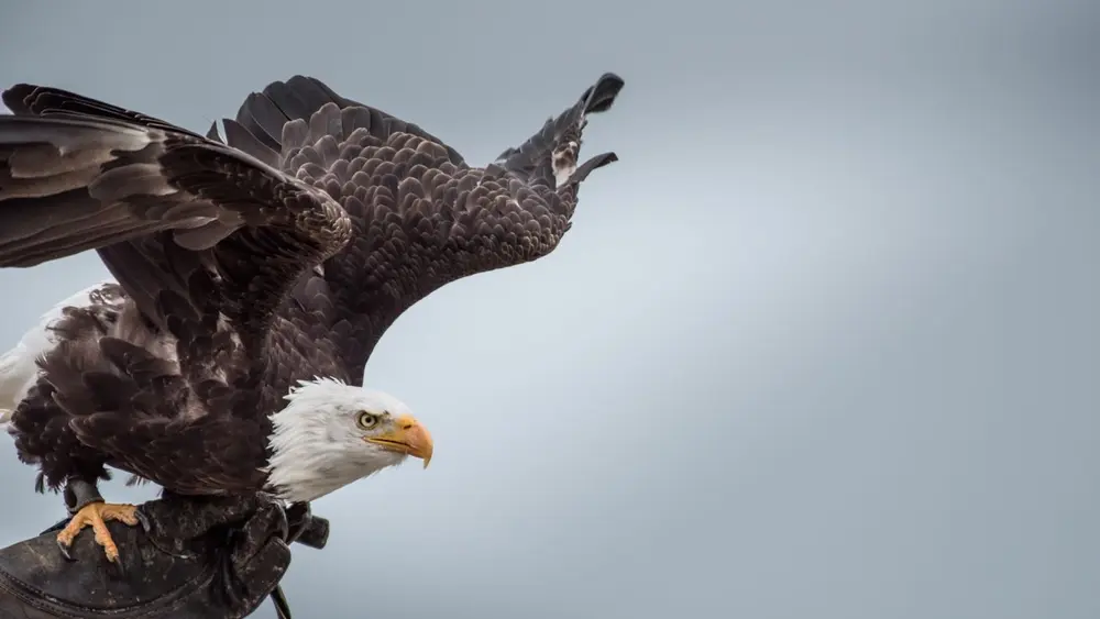 Der eindrucksvolle Weißkopfseeadler Hugo