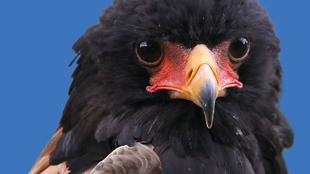 Schlangenadler von nahem