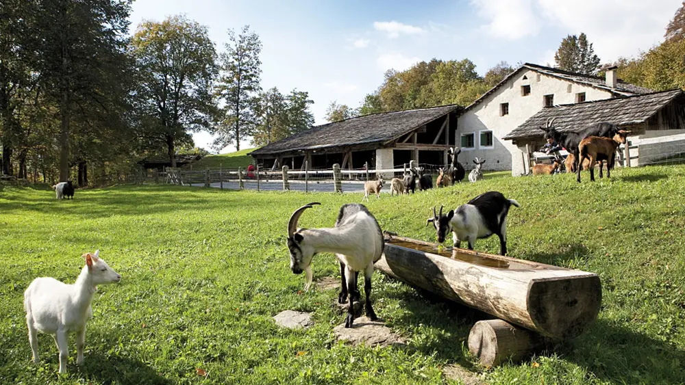 Streichelzoo mit Ziegen