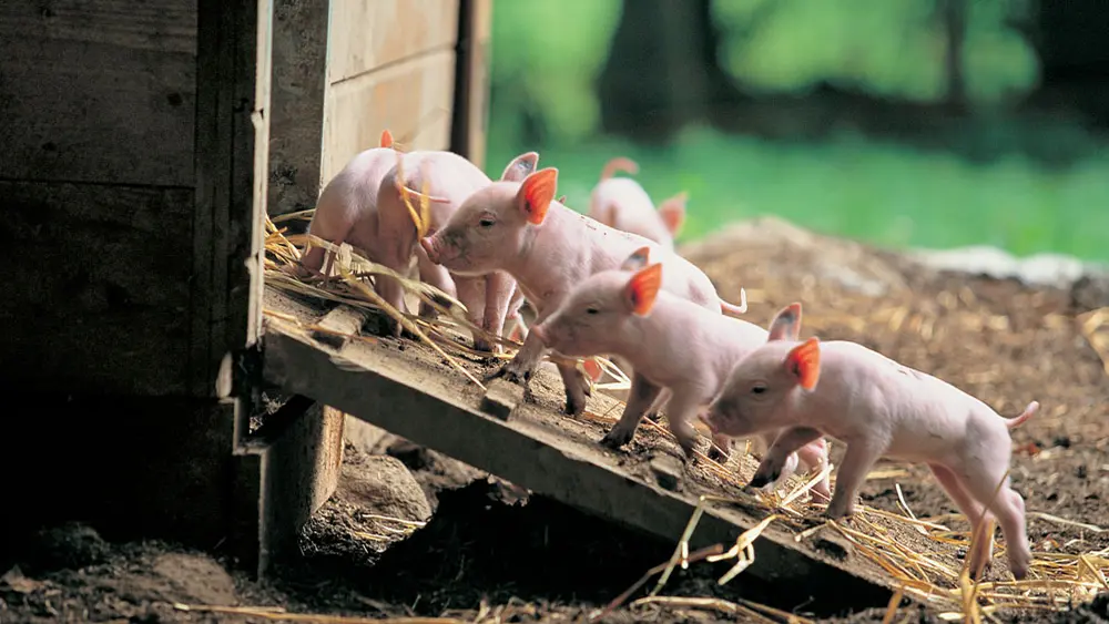 Ferkelchen im Streichelzoo des Freilichtmuseums