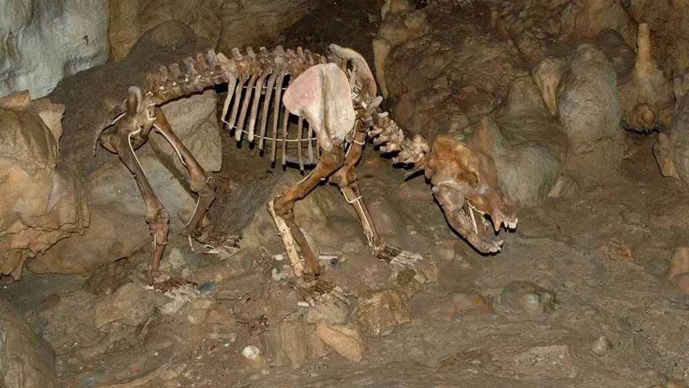 Versteinertes Bärenskelett in der Bärenhöhle, Sonnenbühl