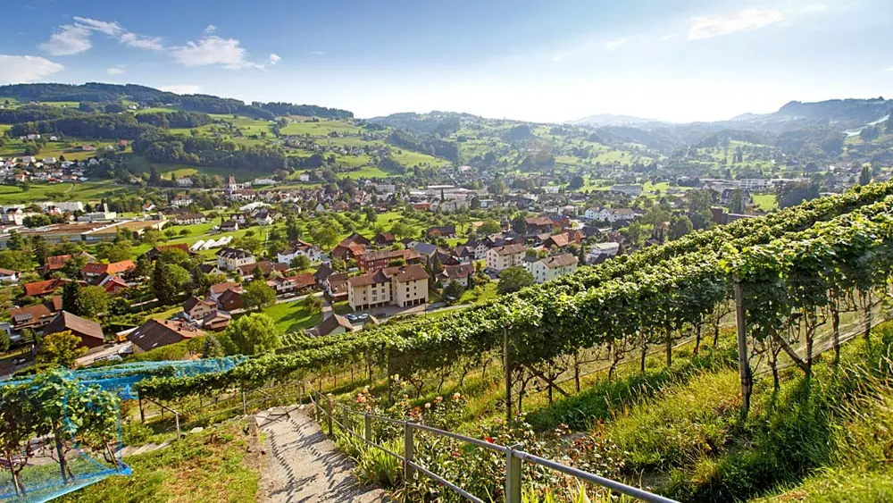 Blick auf die Weinberge des Rebkulturwegs bei Thal
