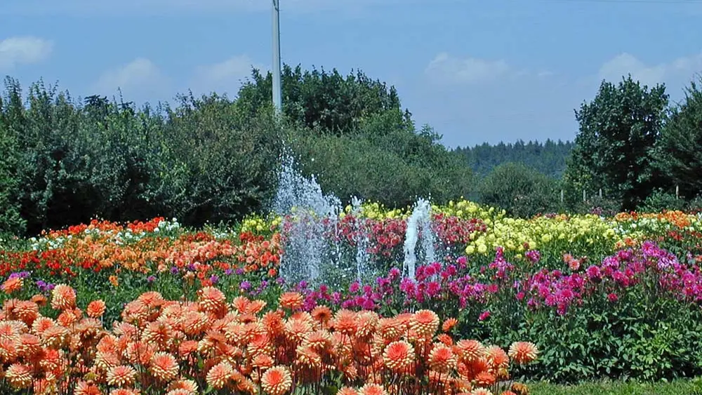 Dahliengarten im Churpfalzpark Loifling
