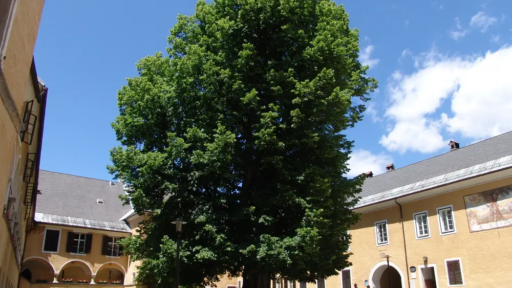 Linde im Stift Millstatt