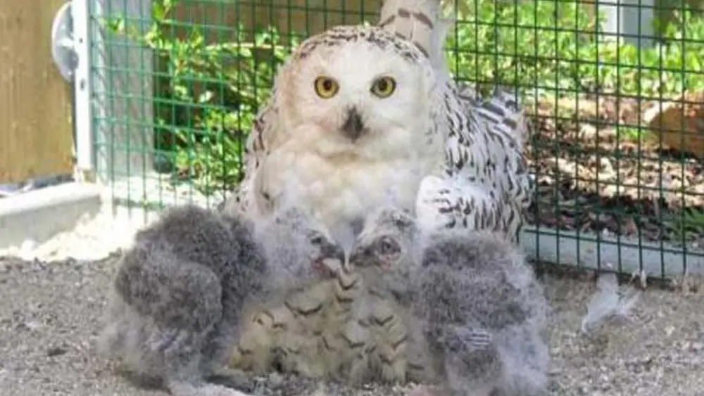 Nachwuchs im Greifvogelzoo