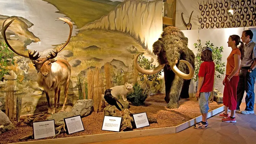 Ausgestopfte Tiere im Jagdmuseum Falkenstein