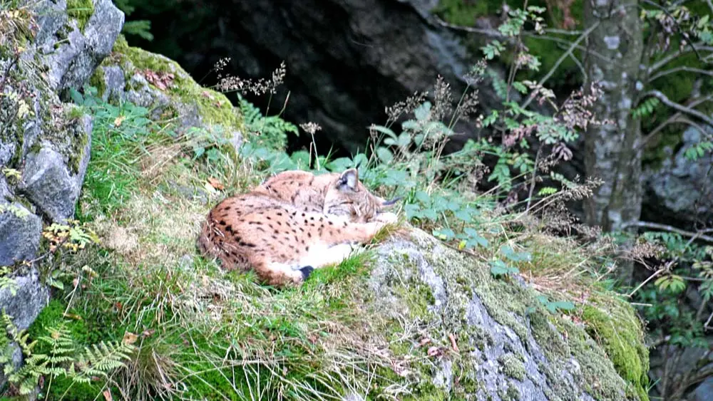 Schlafender Luchs im Tierfreigelände des Nationalparks Bayerischer Wald