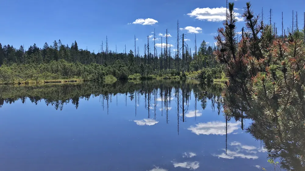 Der Latschensee im Bayerischen Wald im Sommer