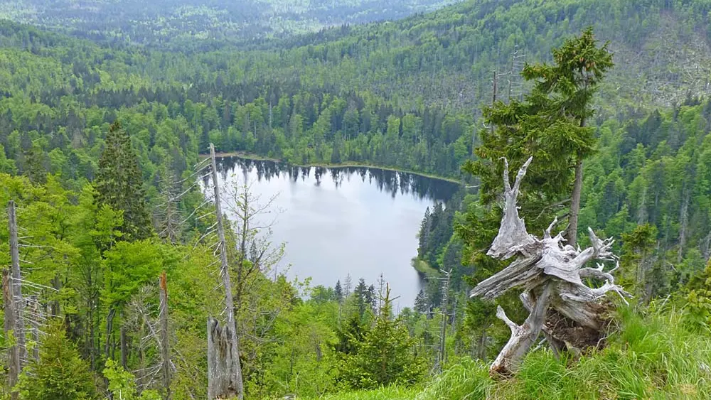 Blick von der Auerhahn-Route auf den Rachelsee