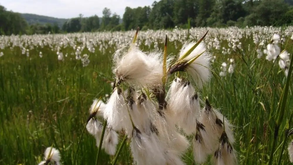 Wiese am Ufer des Mindelsees