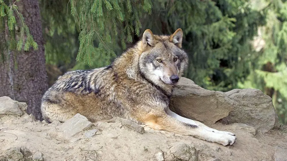Wolf im Bayerwald-Tierpark Lohberg