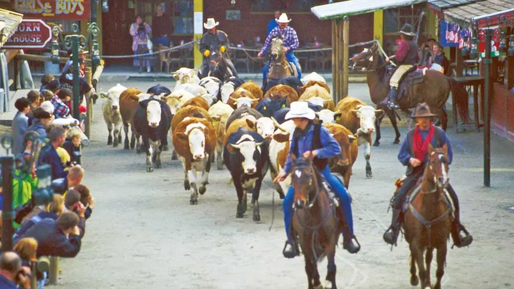 Viehtrieb über die Mainstreet von Pullman City