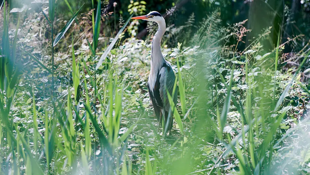 Ein Reiher im Naturschutzgebiet Wollmatinger Ried am Bodensee