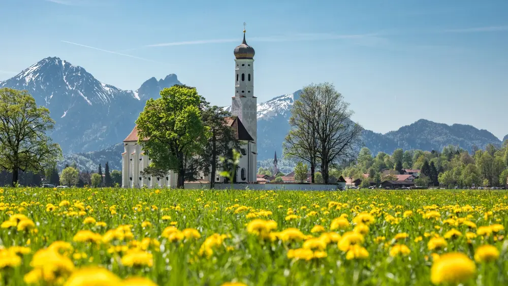 Löwenzahnblüte bei der St. Coloman Kirche