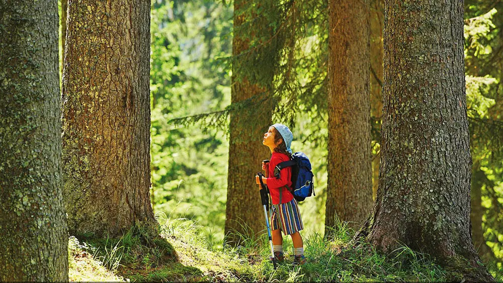 Kind im Geigenwald des Naturparks Paneveggio im Fleimstal