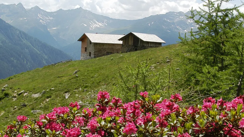 Alpenrosen vor einer Hütte in den Bergen des Naturparks Adamello-Brenta