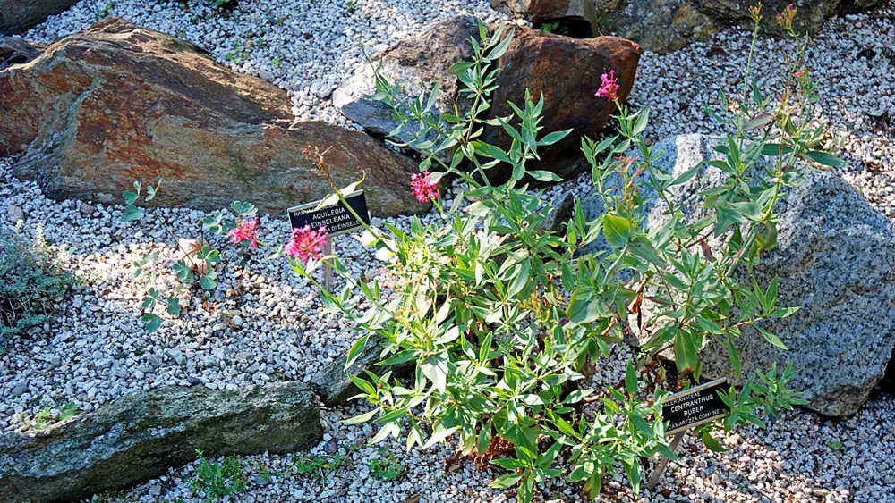 Blumen im Botanischen Alpengarten auf dem Monte Mottarone bei Stresa