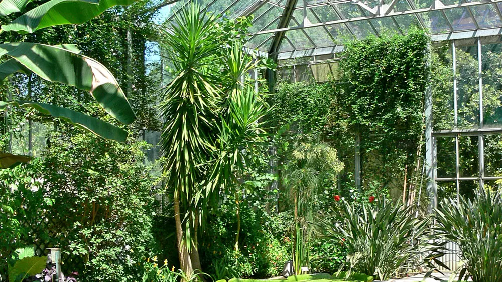 Seerosen im Gewächshaus der Villa Taranto in Pallanza-Verbania