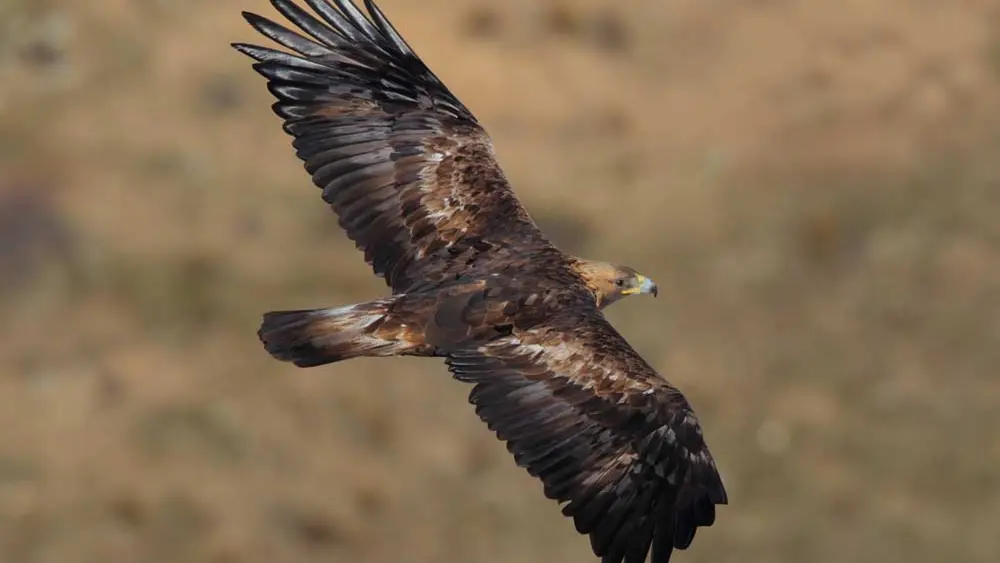Fliegender Steinadler im Naturpark Drei Zinnen Dolomiten