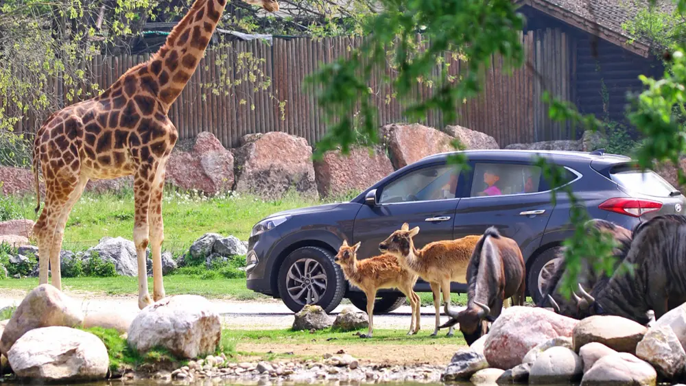 Safari mit dem Auto durch den Parco Natura Viva