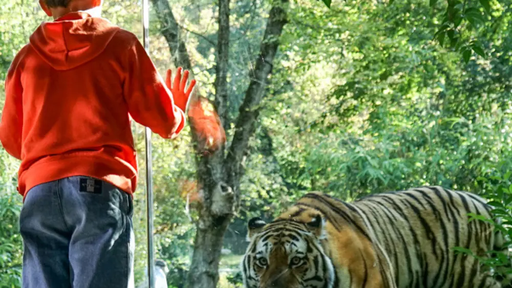 Kind beobachtet einen Tiger im Parco Natura Viva am Gardasee