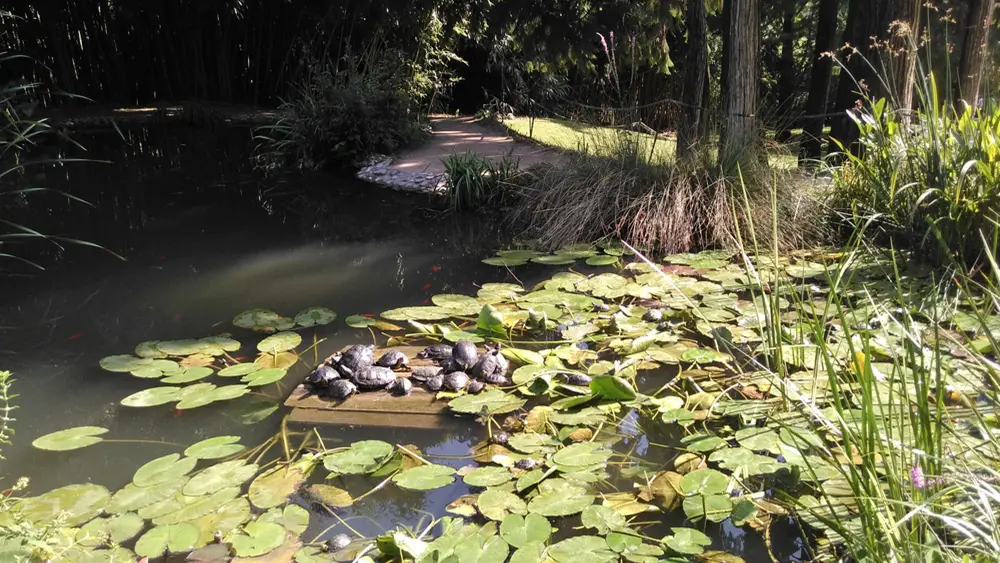 Schildkrötenteich im Arboreto di Arco
