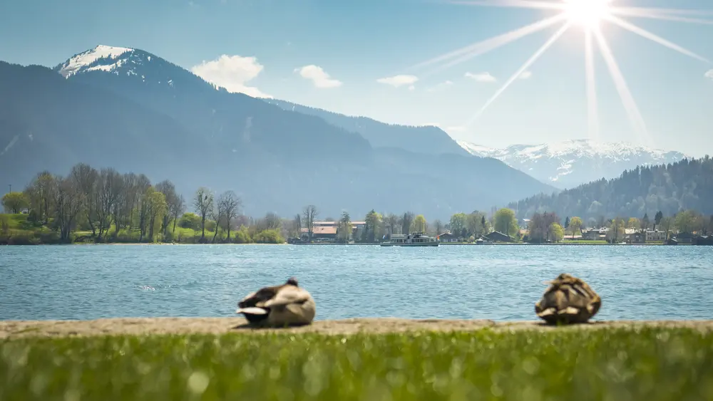 Enten am Tegernsee