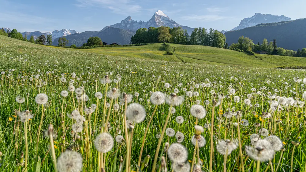 Löwenzahn vor Watzmann-Kulisse