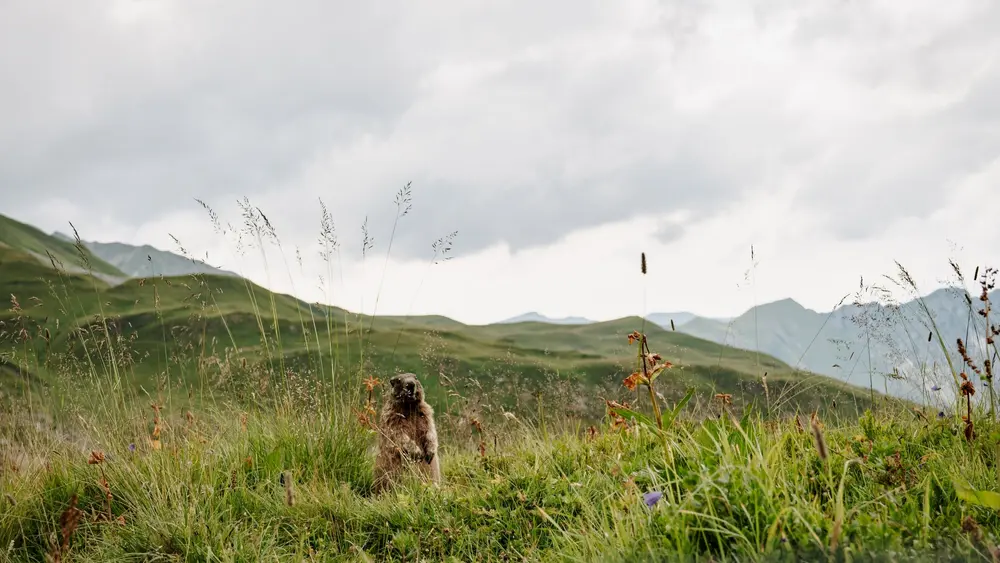 Murmeltier bei der Kemptner Hütte