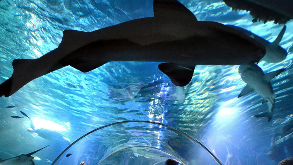 Besucher im Tunnel unter dem Haibecken im Sea Life Konstanz