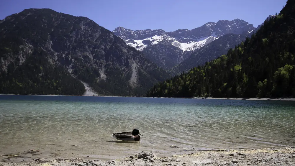 Plansee bei Reutte im Außerfern
