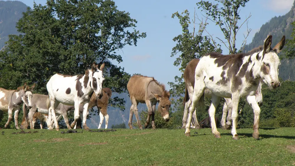 Eselpark Maltatal