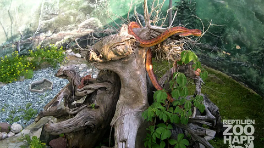 Nattern im Reptilienzoo Happ