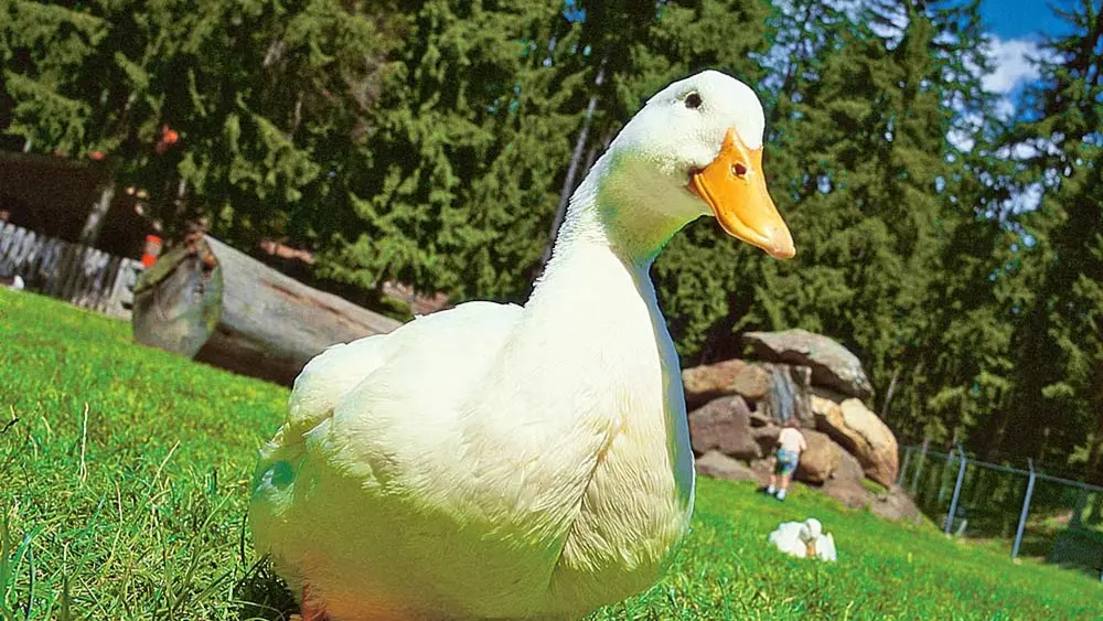 Gans auf der Wiese des Streichelzoos Moosalm