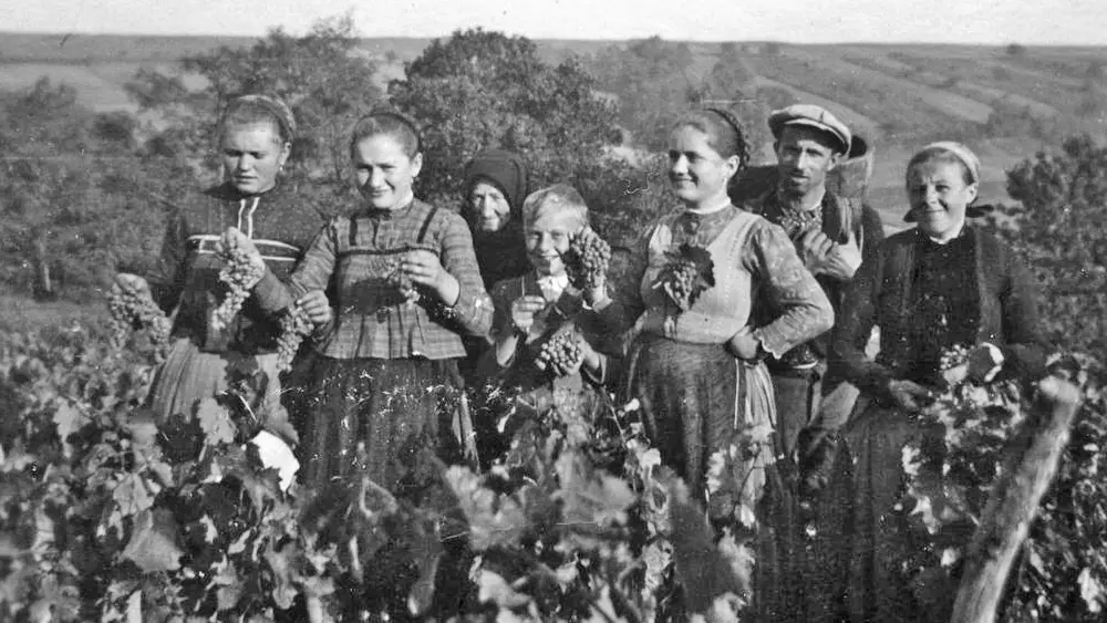 Foto aus der Dauerausstellung Donauschwaben im DZM: Rothermel Weinbau